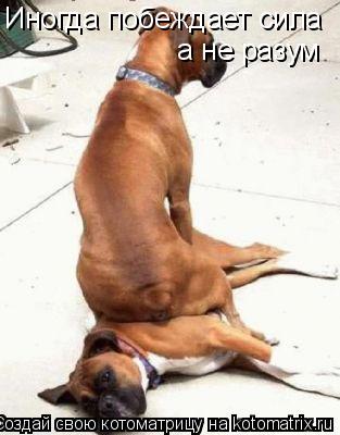 Иногда побеждает сила а не разум... Котоматрица: Иногда побеждает сила а не разум