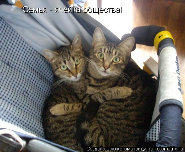 Семья - ячейка общества!... Котоматрица: Семья - ячейка общества!