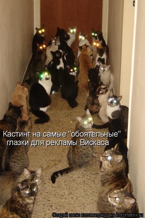 Кастинг на самые "обоятельные" глазки для рекламы Вискаса... Котоматрица: Кастинг на самые "обоятельные" глазки для рекламы Вискаса