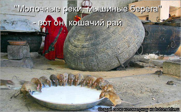 "Молочные реки, мышиные берега" - вот он, кошачий рай... Котоматрица: "Молочные реки, мышиные берега" - вот он, кошачий рай
