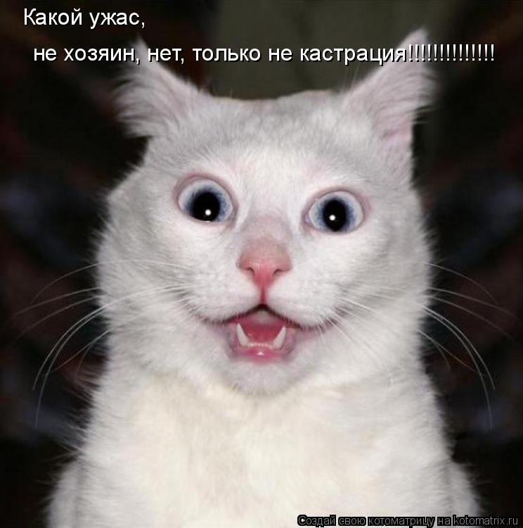 Какой ужас, не хозяин, нет, только не кастрация!!!!!!!!!!!!!!... Котоматрица: Какой ужас, не хозяин, нет, только не кастрация!!!!!!!!!!!!!!