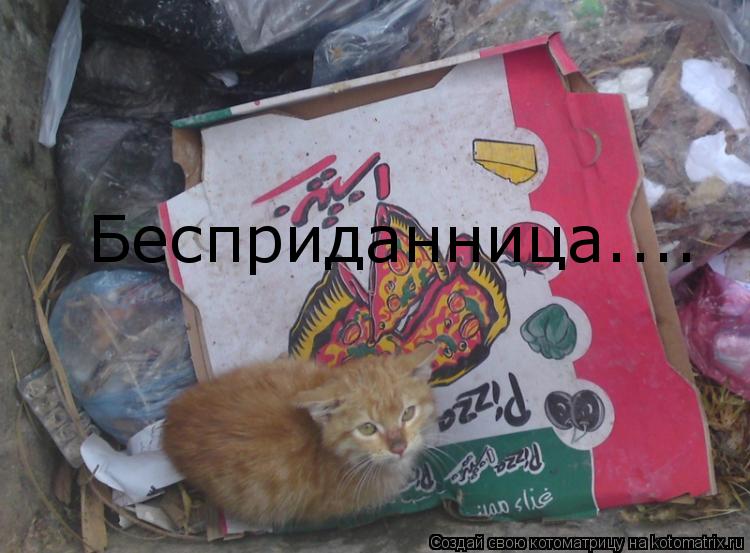 Бесприданница....... Котоматрица: Бесприданница....