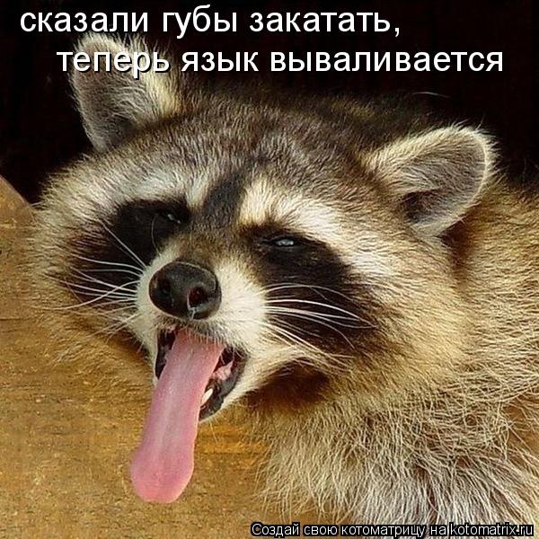 сказали губы закатать, теперь язык вываливается... Котоматрица: сказали губы закатать, теперь язык вываливается