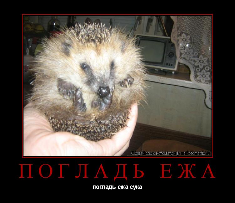 погладь ежа погладь ежа сука... Котоматрица: погладь ежа погладь ежа сука