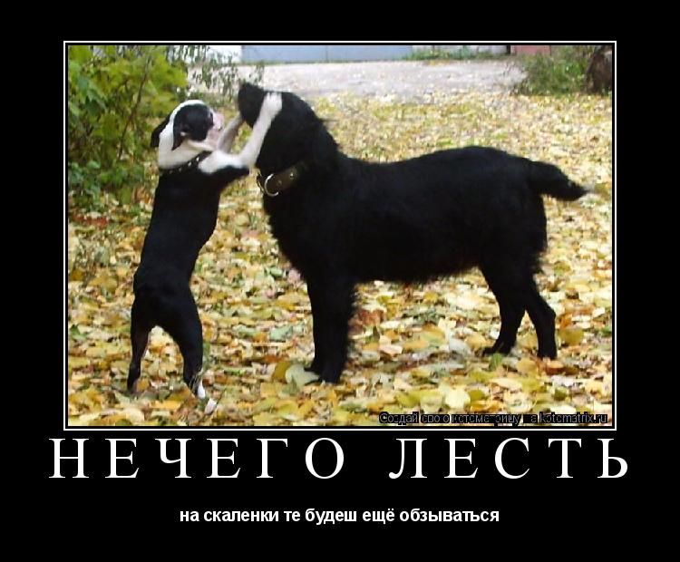 нечего лесть на скаленки те будеш ещё обзываться... Котоматрица: нечего лесть на скаленки те будеш ещё обзываться