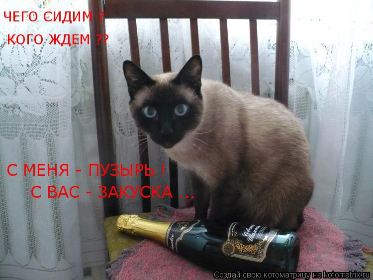 ЧЕГО СИДИМ ? КОГО ЖДЕМ ?? С МЕНЯ - ПУЗЫРЬ ! С ВАС - ЗАКУСКА ...... Котоматрица: ЧЕГО СИДИМ ? КОГО ЖДЕМ ?? С МЕНЯ - ПУЗЫРЬ ! С ВАС - ЗАКУСКА ...