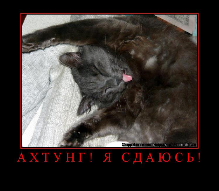 Ахтунг! Я сдаюсь! ... Котоматрица: Ахтунг! Я сдаюсь!