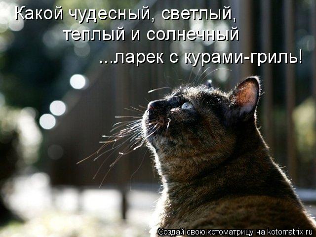 Какой чудесный, светлый, теплый и солнечный ...ларек с курами-гриль!... Котоматрица: Какой чудесный, светлый, теплый и солнечный ...ларек с курами-гриль!