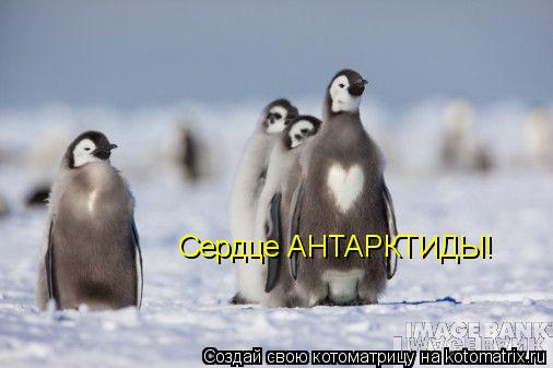 Сердце АНТАРКТИДЫ!... Котоматрица: Сердце АНТАРКТИДЫ!