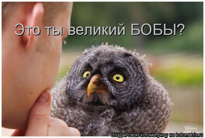 Это ты великий БОБЫ? Это ты великий БОБЫ?... Котоматрица: Это ты великий БОБЫ? Это ты великий БОБЫ?