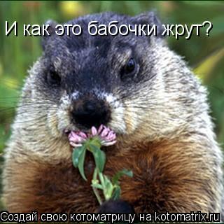 И как это бабочки жрут?... Котоматрица: И как это бабочки жрут?