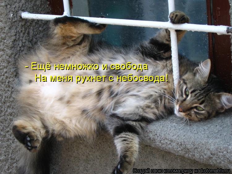 - Ещё немножко и свобода На меня рухнет с небосвода!... Котоматрица: - Ещё немножко и свобода На меня рухнет с небосвода!
