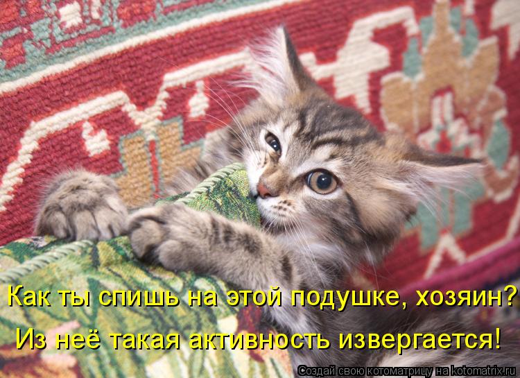 Как ты спишь на этой подушке, хозяин? Из неё такая активность извергается!... Котоматрица: Как ты спишь на этой подушке, хозяин? Из неё такая активность извергается!