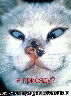 я присяду?... Котоматрица: я присяду?