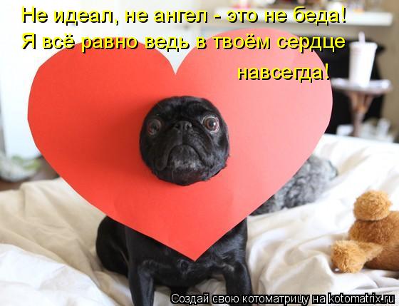 Не идеал, не ангел - это не беда! Я всё равно ведь в твоём сердце навсегда!... Котоматрица: Не идеал, не ангел - это не беда! Я всё равно ведь в твоём сердце навсегда!