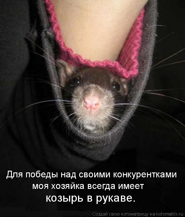 Котоматрица: Для победы над своими конкурентками моя хозяйка всегда имеет  козырь в рукаве.