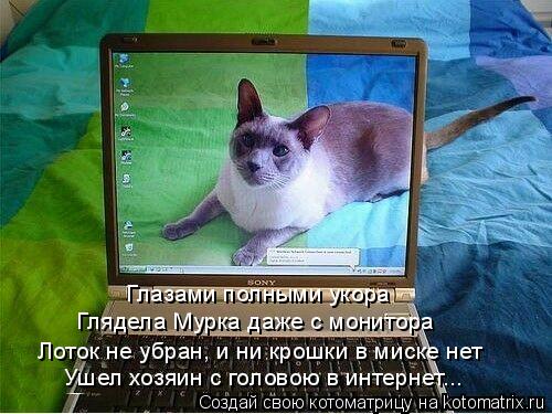 Глазами полными укора Глядела Мурка даже с монитора Лоток не убран, и ни крошки в миске нет Ушел хоз... Котоматрица: Глазами полными укора Глядела Мурка даже с монитора Лоток не убран, и ни крошки в миске нет Ушел хозяин с головою в интернет...