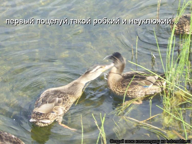 первый поцелуй,такой робкий и неуклюжий...... Котоматрица: первый поцелуй,такой робкий и неуклюжий...