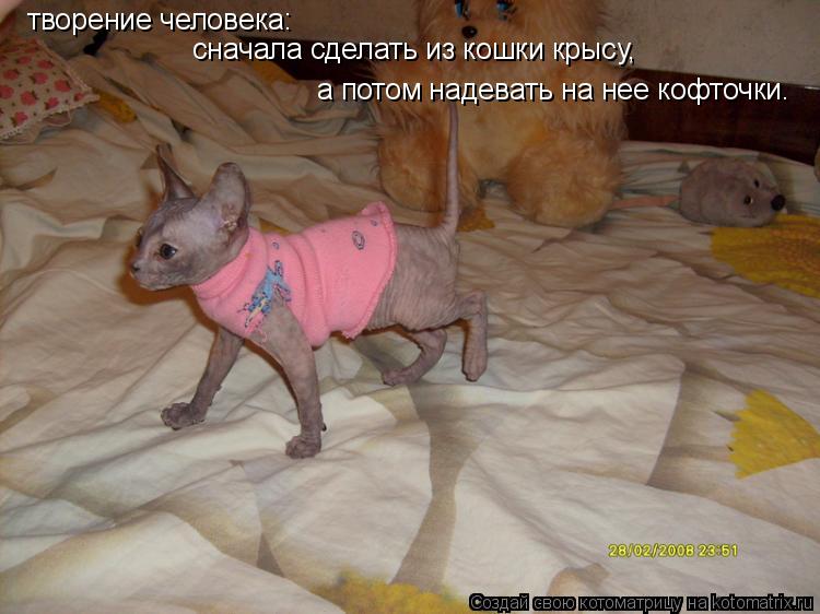творение человека: сначала сделать из кошки крысу, а потом надевать на нее кофточки.... Котоматрица: творение человека: сначала сделать из кошки крысу, а потом надевать на нее кофточки.