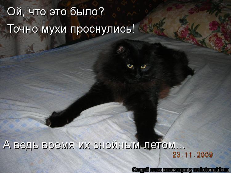 Ой, что это было? Точно мухи проснулись! А ведь время их знойным летом...... Котоматрица: Ой, что это было? Точно мухи проснулись! А ведь время их знойным летом...