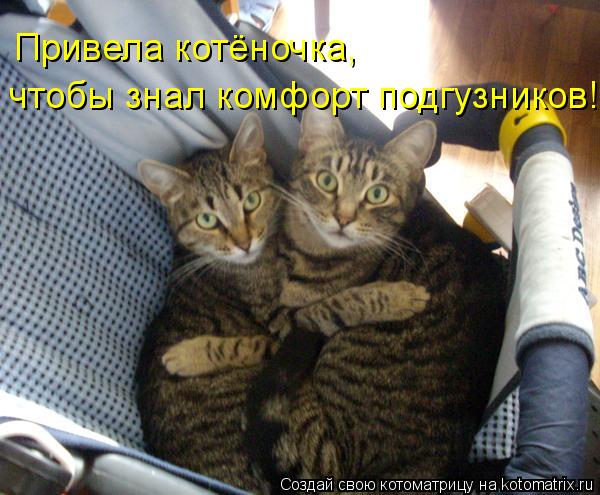 Привела котёночка, чтобы знал комфорт подгузников!... Котоматрица: Привела котёночка, чтобы знал комфорт подгузников!