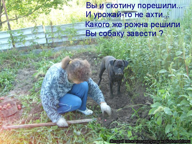 Вы и скотину порешили... И урожай-то не ахти... Вы собаку завести ? Какого же рожна решили... Котоматрица: Вы и скотину порешили... И урожай-то не ахти... Вы собаку завести ? Какого же рожна решили