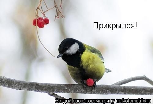 Прикрылся!... Котоматрица: Прикрылся!