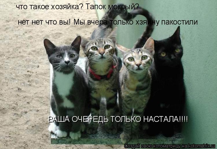 что такое хозяйка? Тапок мокрый? нет нет что вы! Мы вчера только хзяину пакостили ВАША ОЧЕРЕДЬ ТОЛЬКО... Котоматрица: что такое хозяйка? Тапок мокрый? нет нет что вы! Мы вчера только хзяину пакостили ВАША ОЧЕРЕДЬ ТОЛЬКО НАСТАЛА!!!!