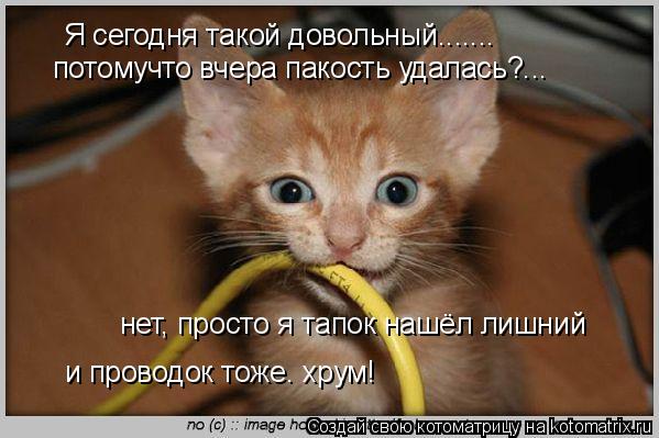 Я сегодня такой довольный....... потомучто вчера пакость удалась?... нет, просто я тапок нашёл лишний... Котоматрица: Я сегодня такой довольный....... потомучто вчера пакость удалась?... нет, просто я тапок нашёл лишний и проводок тоже. хрум!