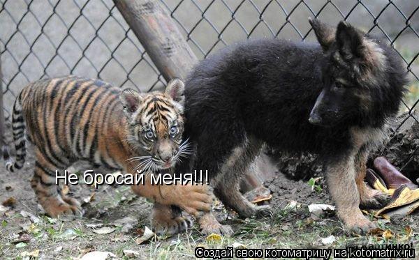 Не бросай меня!!!... Котоматрица: Не бросай меня!!!
