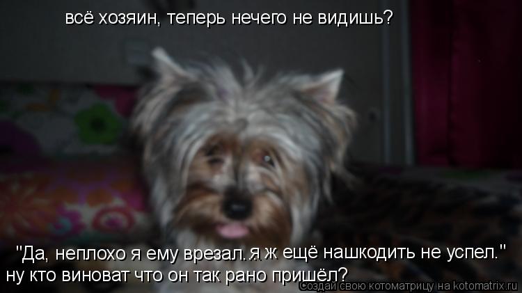 всё хозяин, теперь нечего не видишь? "Да, неплохо я ему врезал.... ну кто виноват что он так рано при... Котоматрица: всё хозяин, теперь нечего не видишь? "Да, неплохо я ему врезал.... ну кто виноват что он так рано пришёл? я ж ещё нашкодить не успел."