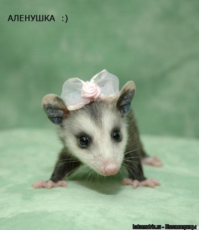 АЛЕНУШКА :)... Котоматрица: АЛЕНУШКА :)