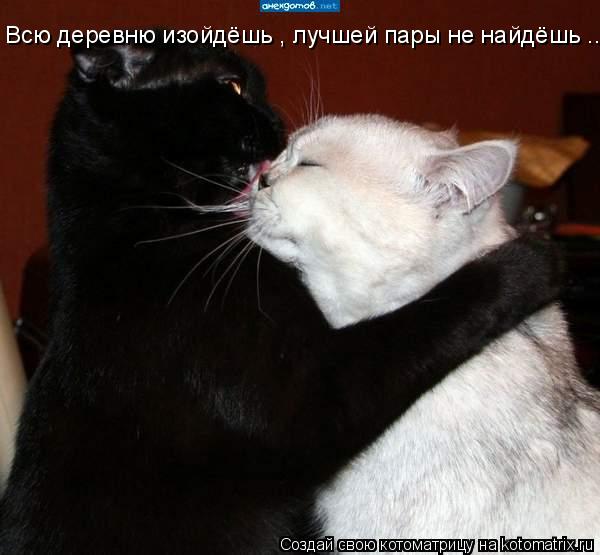 Всю деревню изойдёшь , лучшей пары не найдёшь ...... Котоматрица: Всю деревню изойдёшь , лучшей пары не найдёшь ...