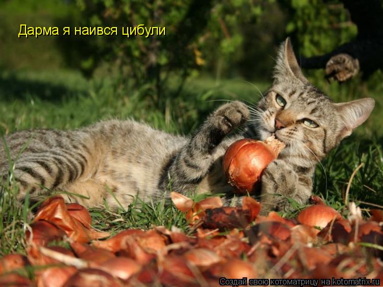 Дарма я наився цибули... Котоматрица: Дарма я наився цибули
