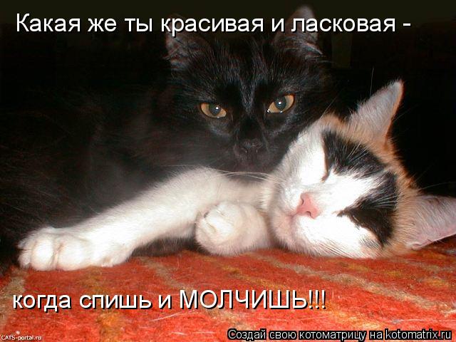 Какая же ты красивая и ласковая - когда спишь и МОЛЧИШЬ!!!... Котоматрица: Какая же ты красивая и ласковая - когда спишь и МОЛЧИШЬ!!!