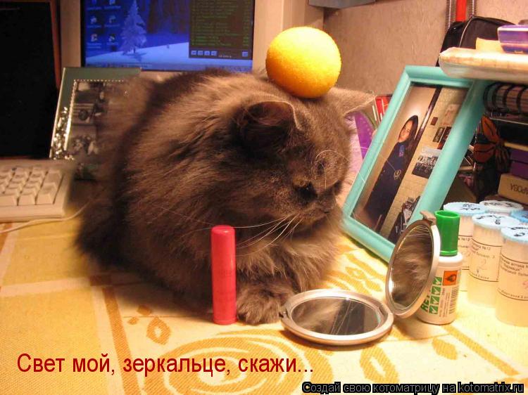 Свет мой, зеркальце, скажи...... Котоматрица: Свет мой, зеркальце, скажи...