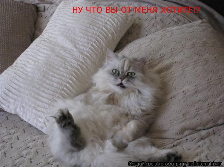 НУ ЧТО ВЫ ОТ МЕНЯ ХОТИТЕ!?... Котоматрица: НУ ЧТО ВЫ ОТ МЕНЯ ХОТИТЕ!?