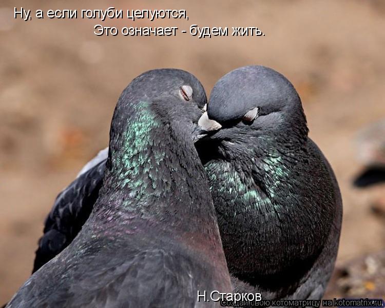 Ну, а если голуби целуются, Это означает - будем жить. Н.Старков... Котоматрица: Ну, а если голуби целуются, Это означает - будем жить. Н.Старков