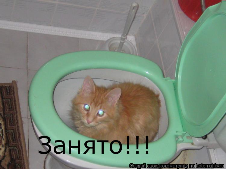 Занято!!!... Котоматрица: Занято!!!