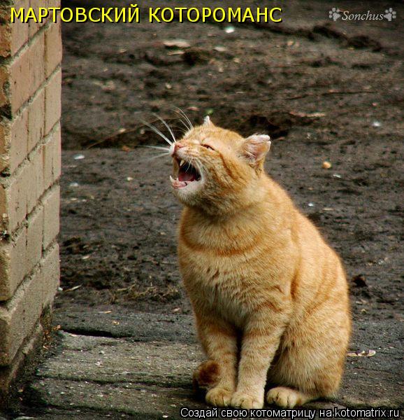 МАРТОВСКИЙ КОТОРОМАНС... Котоматрица: МАРТОВСКИЙ КОТОРОМАНС