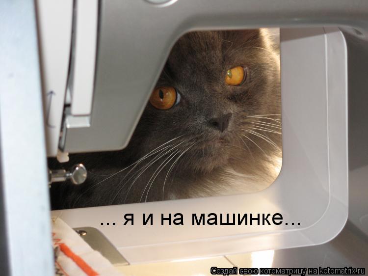 ... я и на машинке...... Котоматрица: ... я и на машинке...