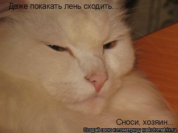 Даже покакать лень сходить... Сноси, хозяин...... Котоматрица: Даже покакать лень сходить... Сноси, хозяин...