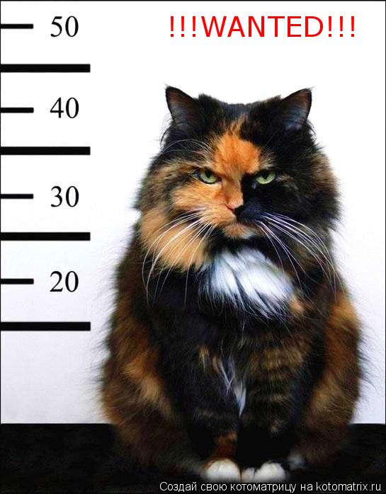 !!!WANTED!!!... Котоматрица: !!!WANTED!!!