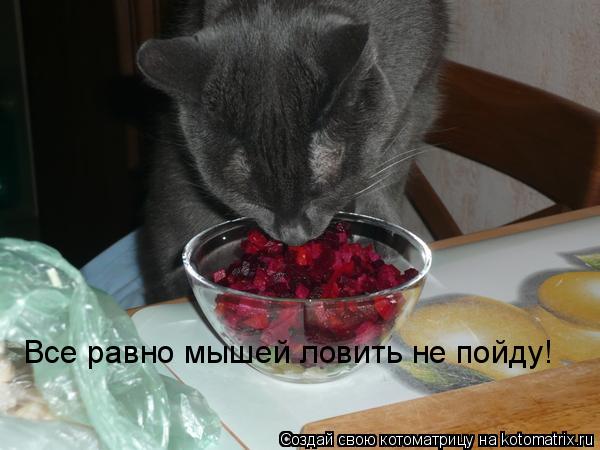 Все равно мышей ловить не пойду!... Котоматрица: Все равно мышей ловить не пойду!
