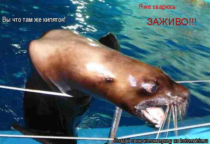 Вы что там же кипяток! Я же сварюсь ЗАЖИВО!!!... Котоматрица: Вы что там же кипяток! Я же сварюсь ЗАЖИВО!!!
