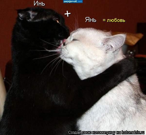 Инь Янь + = любовь... Котоматрица: Инь Янь + = любовь