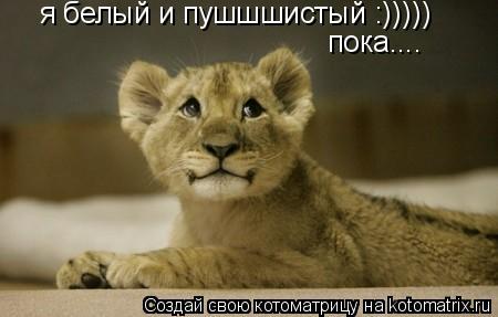 я белый и пушшшистый :))))) пока....... Котоматрица: я белый и пушшшистый :))))) пока....