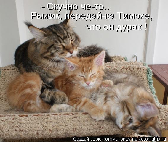 - Скучно че-то... Рыжик, передай-ка Тимохе, что он дурак !... Котоматрица: - Скучно че-то... Рыжик, передай-ка Тимохе, что он дурак !