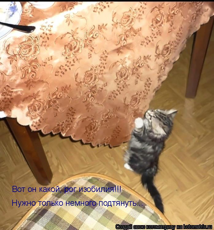 Вот он какой, рог изобилия!!! Нужно только немного подтянуть...... Котоматрица: Вот он какой, рог изобилия!!! Нужно только немного подтянуть...