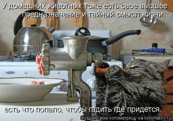 У домашних животных тоже есть свое высшее предназначение и тайный смысл жизни: есть что попало, чтоб... Котоматрица: У домашних животных тоже есть свое высшее предназначение и тайный смысл жизни: есть что попало, чтобы гадить где придется.